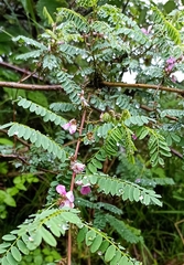 Indigofera heterantha
