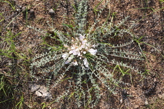 Astragalus dolichophyllus