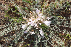Astragalus dolichophyllus