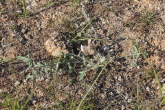 Astragalus dolichophyllus