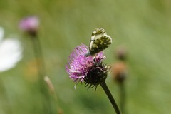 Euchloe simplonia