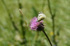 Euchloe simplonia