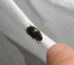 Tropisternus collaris