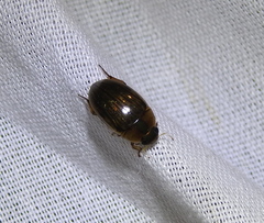 Tropisternus collaris