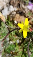 Tropidocarpum gracile