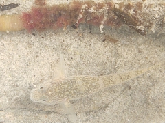 Pomatoschistus microps