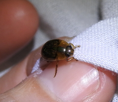 Tropisternus collaris