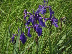 Iris laevigata
