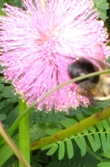 Bombus impatiens image