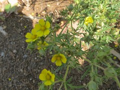 Potentilla tergemina