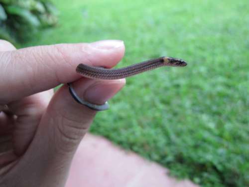 Cope's Tropical Ground Snake, Trimetopon pliolepis