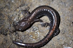 Plethodon angusticlavius