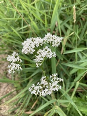 Valeriana officinalis
