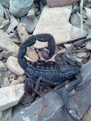 Hottentotta gentili