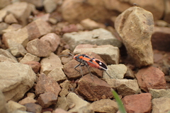 Melanerythrus mactans