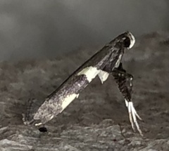 Caloptilia umbratella