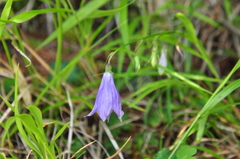 Adenophora morrisonensis