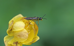 Tenthredo mesomela