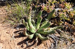 Euphorbia audissoui