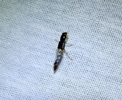 Pinophilus