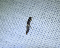 Pinophilus