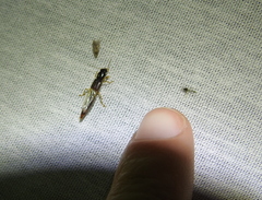 Pinophilus