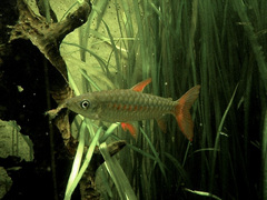 Pinktail Chalceus photo 4