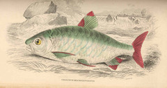 Pinktail Chalceus photo 5