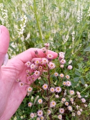 Erigeron acris