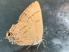 Satyrium caryaevorus