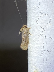 Acrolophus piger