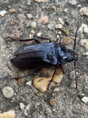 Prionus pocularis