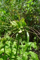 Tacca leontopetaloides
