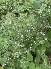 Galium sylvaticum