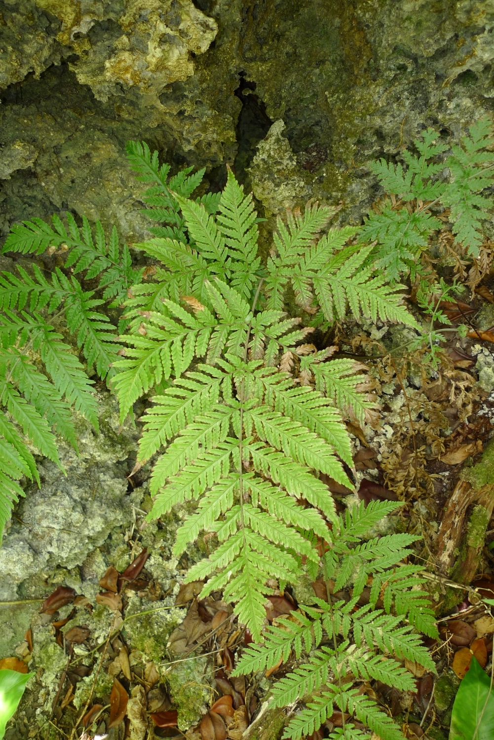 Tectaria dissecta