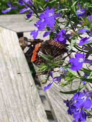 Vanessa atalanta