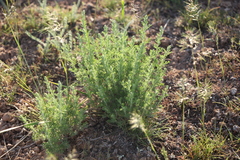 Artemisia pauciflora