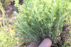 Artemisia pauciflora