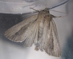 Hypocoena rufostrigata