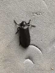 Sandalus petrophya