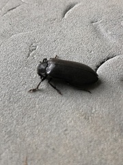 Sandalus petrophya