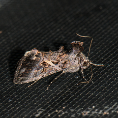 Ctenoplusia oxygramma