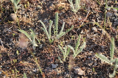 Tanacetum achilleifolium