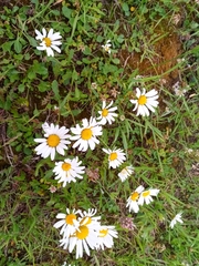 Leucanthemum ircutianum