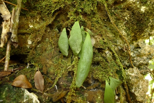 Antrophyum plantagineum observed 2014-11-17