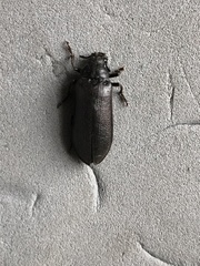 Sandalus petrophya
