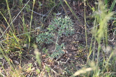 Prangos odontalgica
