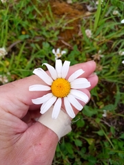 Leucanthemum ircutianum