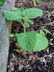 Physalis peruviana