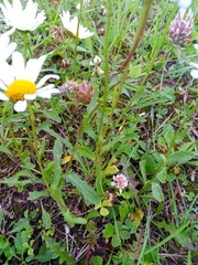 Leucanthemum ircutianum